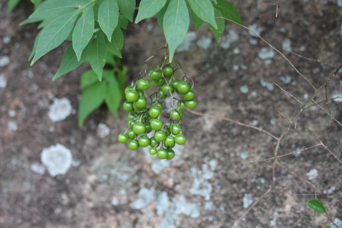Solanum seaforthianum Andrews
